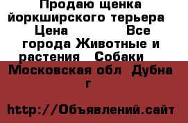 Продаю щенка йоркширского терьера  › Цена ­ 20 000 - Все города Животные и растения » Собаки   . Московская обл.,Дубна г.